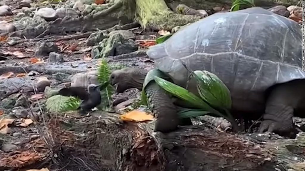 Uma tartaruga gigante foi vista atacando e comendo pequenos pássaros pela primeira vez na natureza em um acidente “terrível”