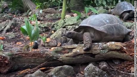 Os pesquisadores capturaram o momento em que uma tartaruga gigante das Seychelles, Aldabrachelys gigantea, atacou e comeu um poleiro.